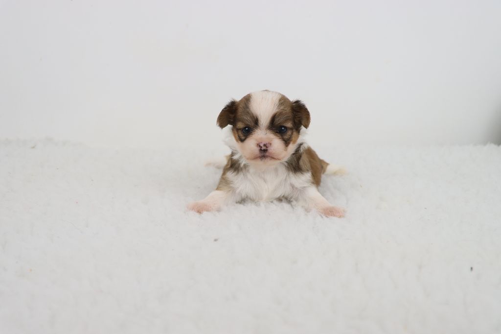 de la grande equinoxe - Chiots disponibles - Chihuahua