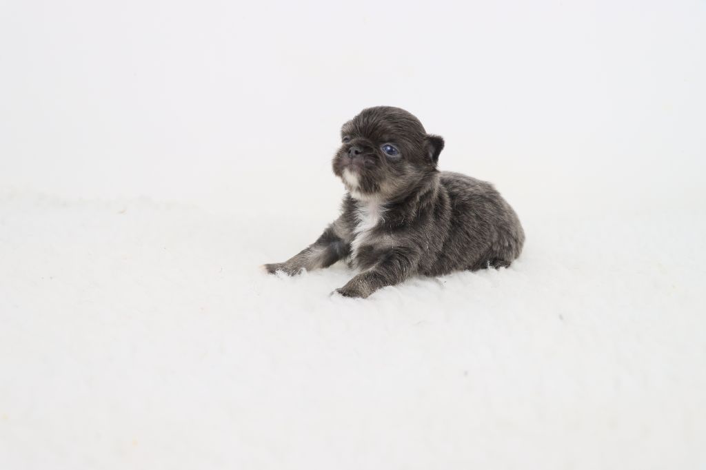 de la grande equinoxe - Chiots disponibles - Chihuahua