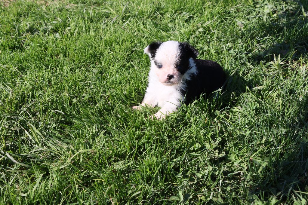 de la grande equinoxe - Chiots disponibles - Chihuahua