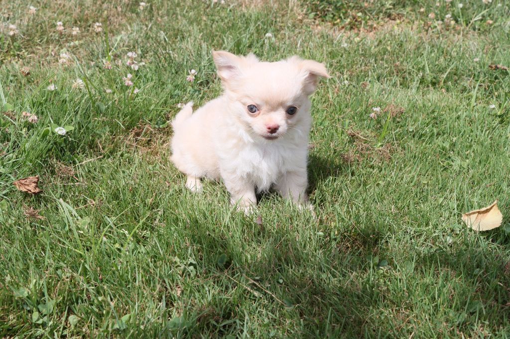 de la grande equinoxe - Chiots disponibles - Chihuahua