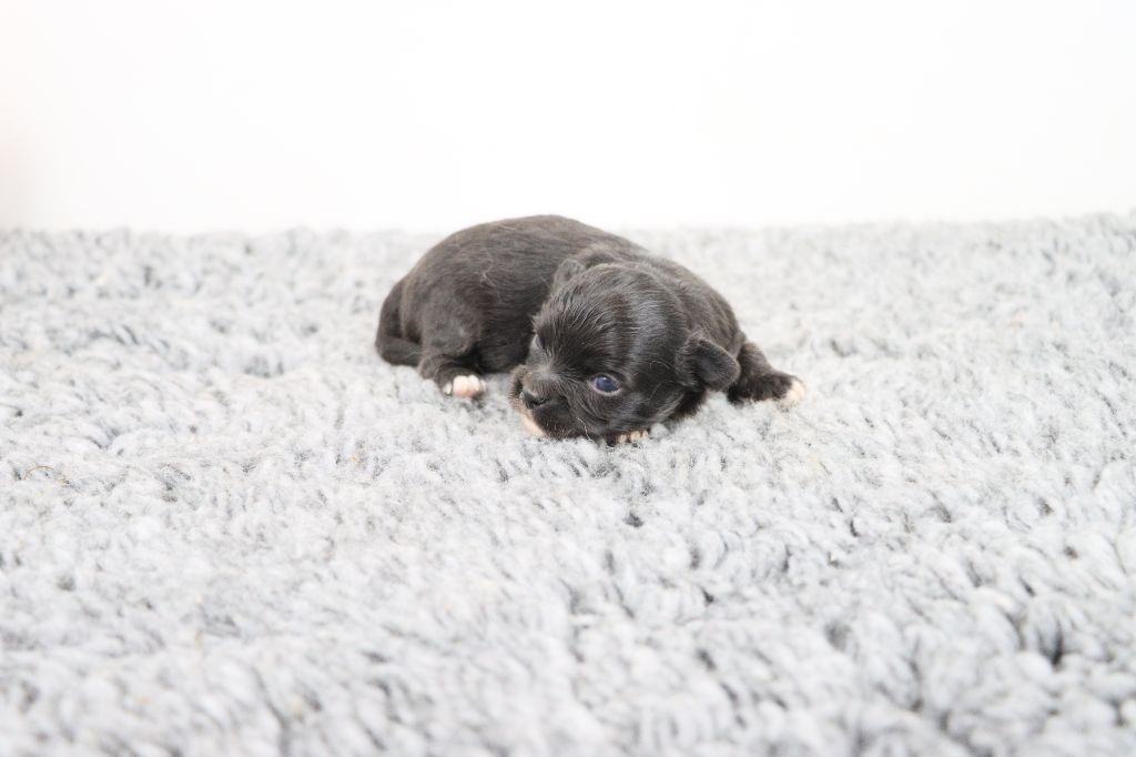 de la grande equinoxe - Chiots disponibles - Chihuahua