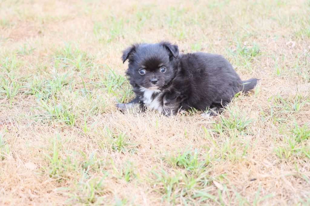 de la grande equinoxe - Chiots disponibles - Chihuahua