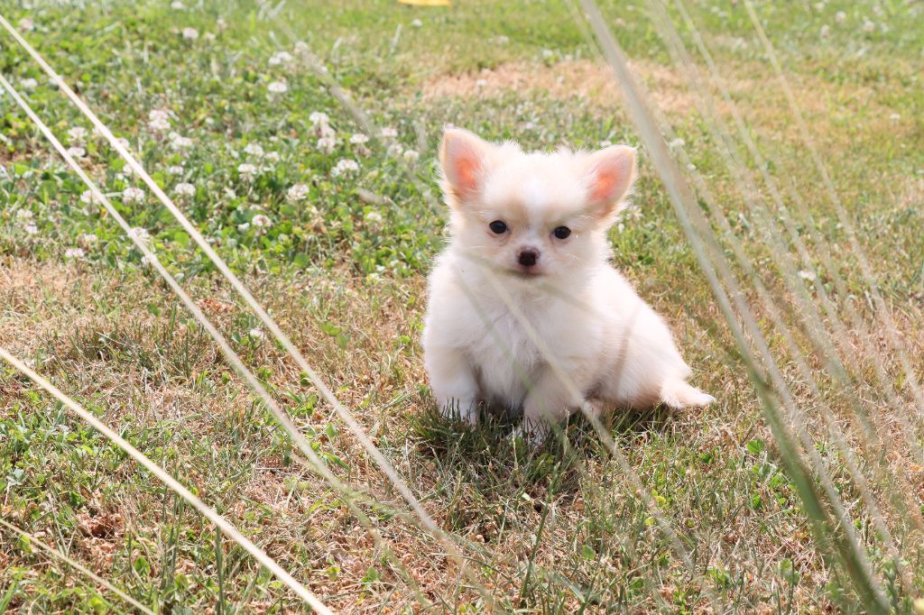 de la grande equinoxe - Chiots disponibles - Chihuahua