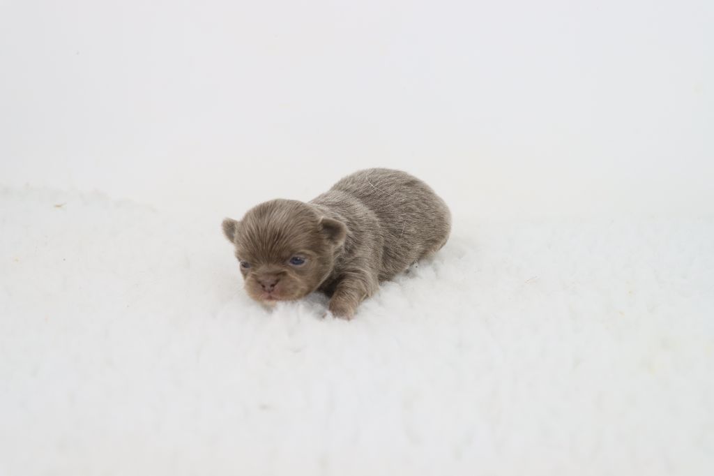 de la grande equinoxe - Chiots disponibles - Chihuahua
