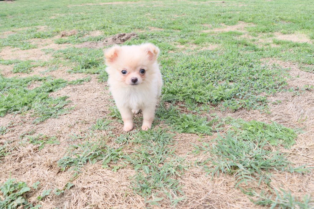 de la grande equinoxe - Chiots disponibles - Chihuahua