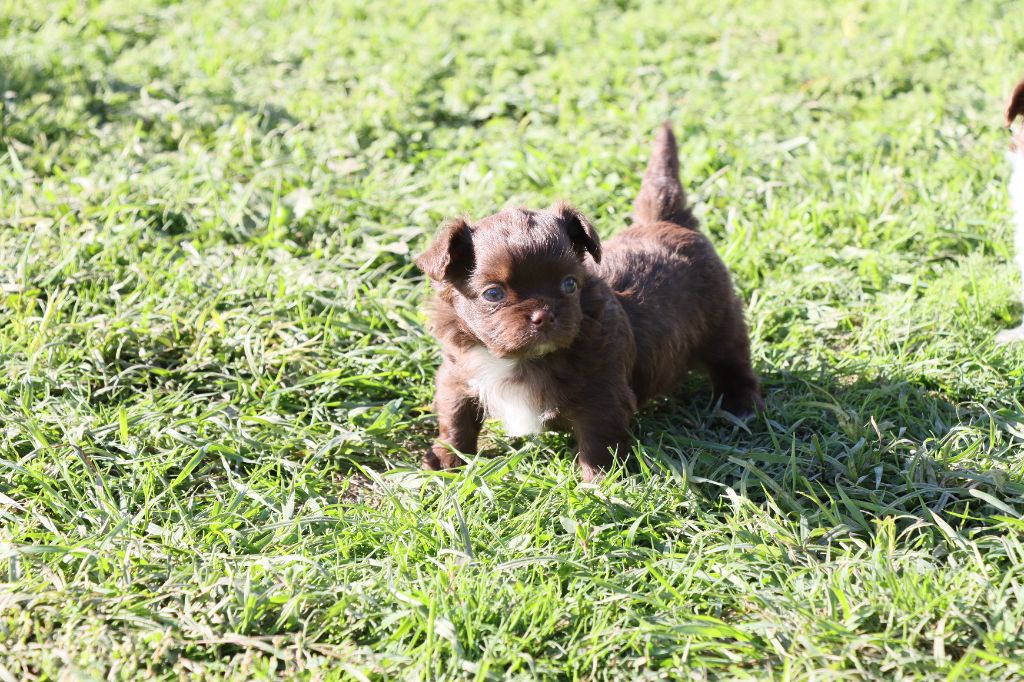 de la grande equinoxe - Chiots disponibles - Chihuahua