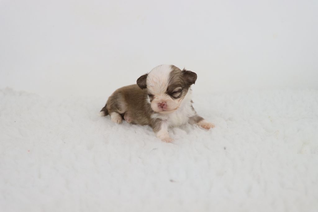 de la grande equinoxe - Chiots disponibles - Chihuahua