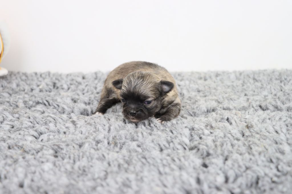 de la grande equinoxe - Chiots disponibles - Chihuahua