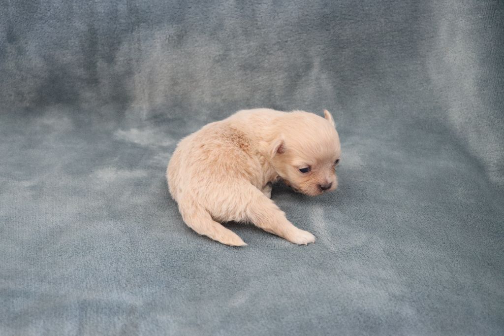 de la grande equinoxe - Chiots disponibles - Chihuahua