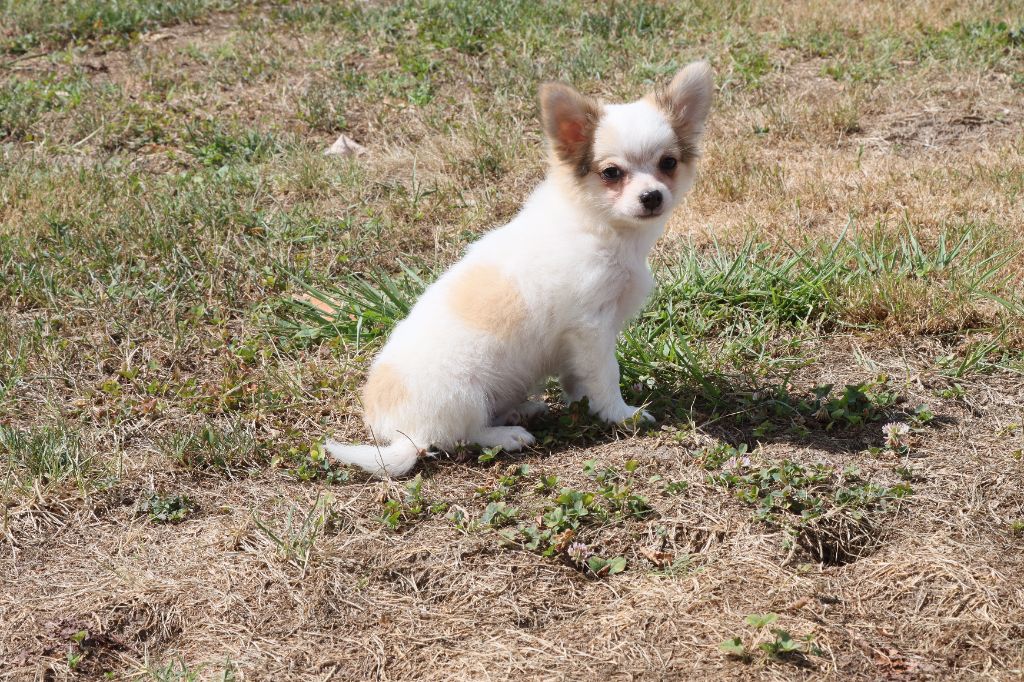 de la grande equinoxe - Chiots disponibles - Chihuahua
