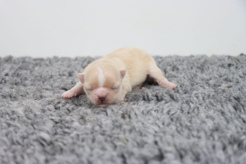 de la grande equinoxe - Chiots disponibles - Chihuahua