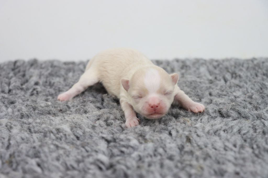 de la grande equinoxe - Chiots disponibles - Chihuahua