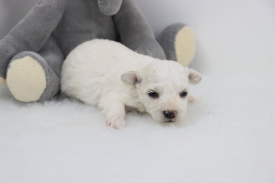 Chiot N°2