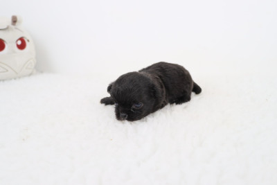 Chiot N°2