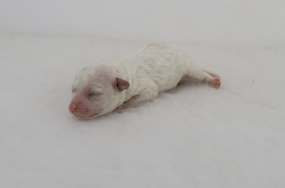 Chiot N°1