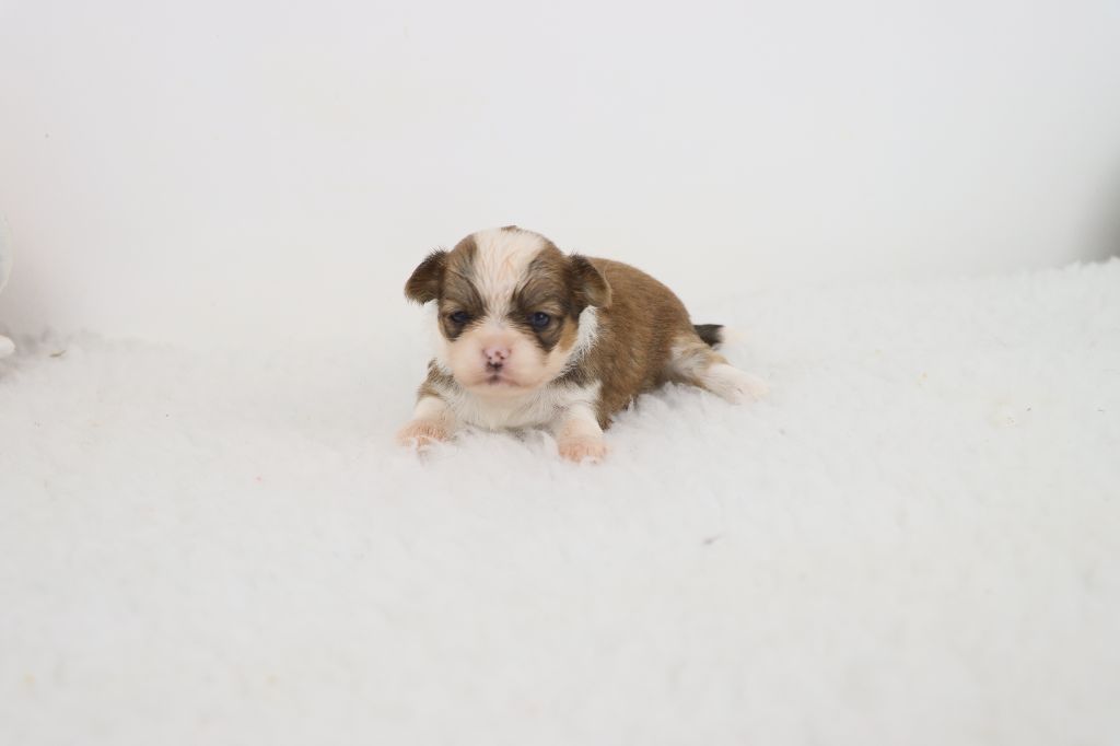 de la grande equinoxe - Chiots disponibles - Chihuahua