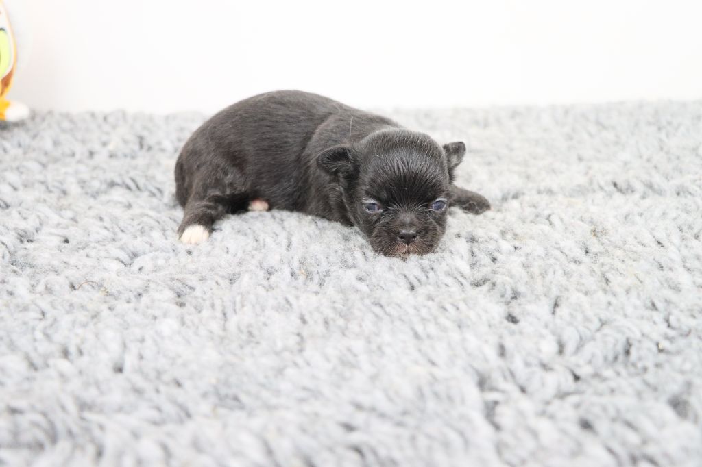 de la grande equinoxe - Chiots disponibles - Chihuahua