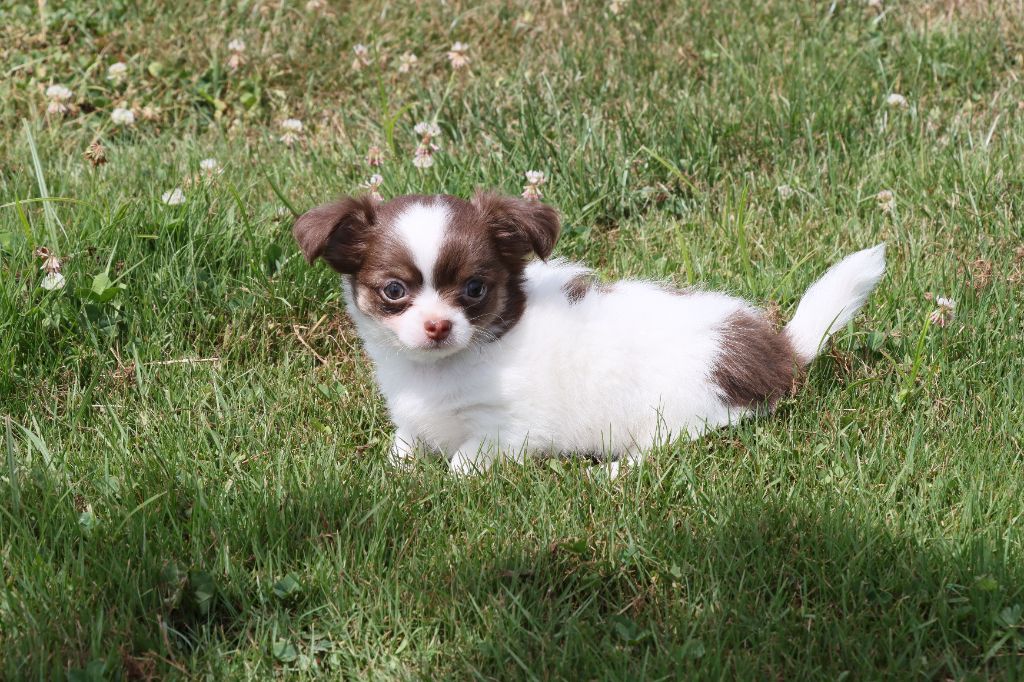 de la grande equinoxe - Chiots disponibles - Chihuahua