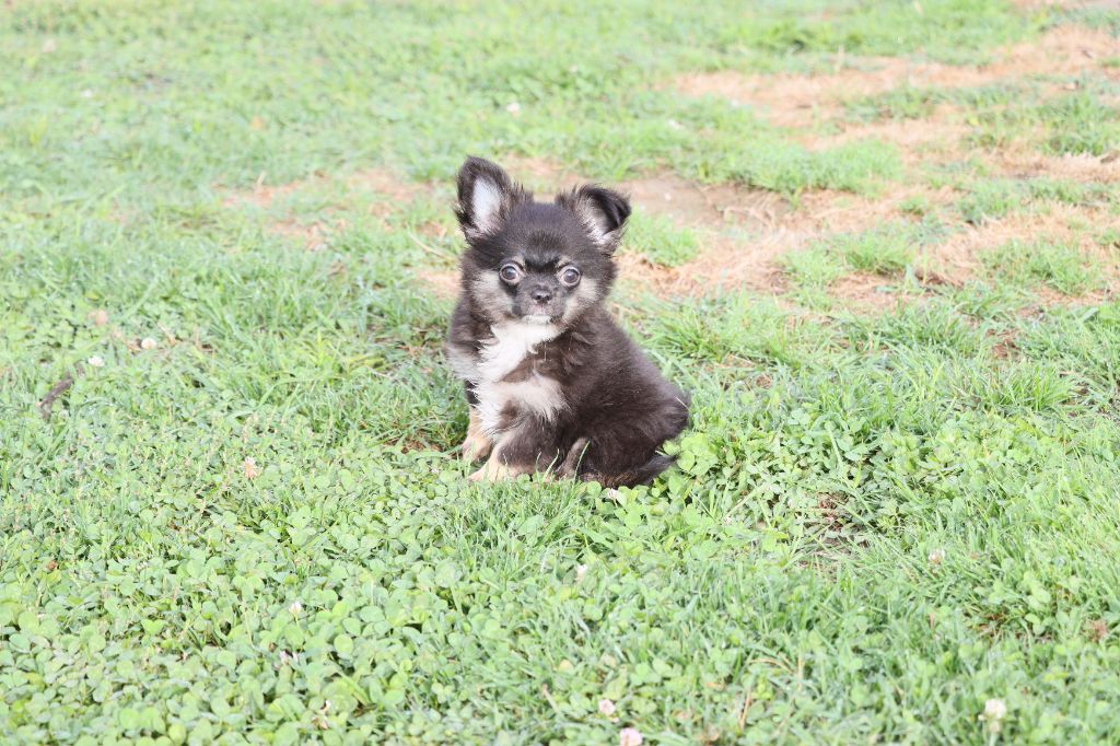 de la grande equinoxe - Chiots disponibles - Chihuahua