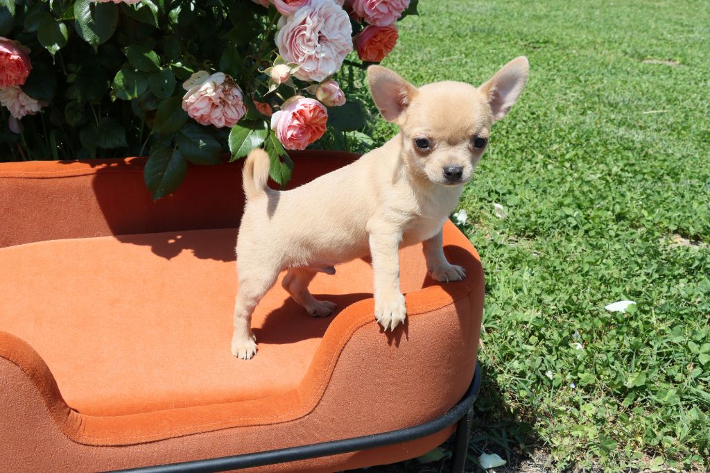 de la grande equinoxe - Chiots disponibles - Chihuahua