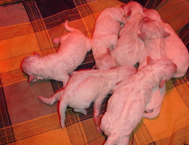 de la grande equinoxe - Chiots disponibles - Bichon Frise