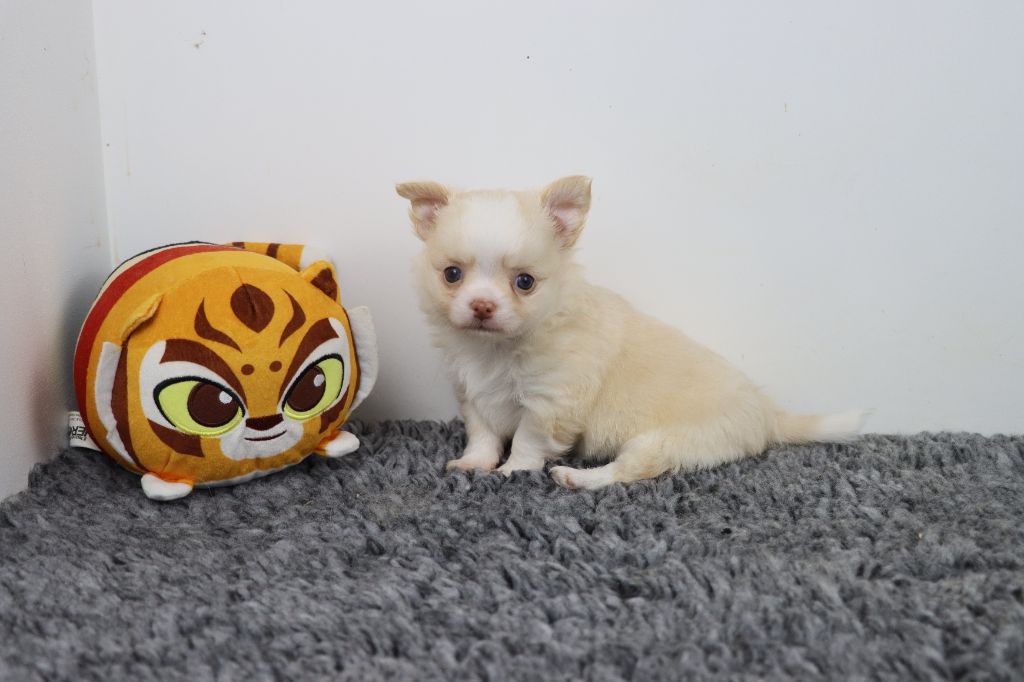 de la grande equinoxe - Chiots disponibles - Chihuahua