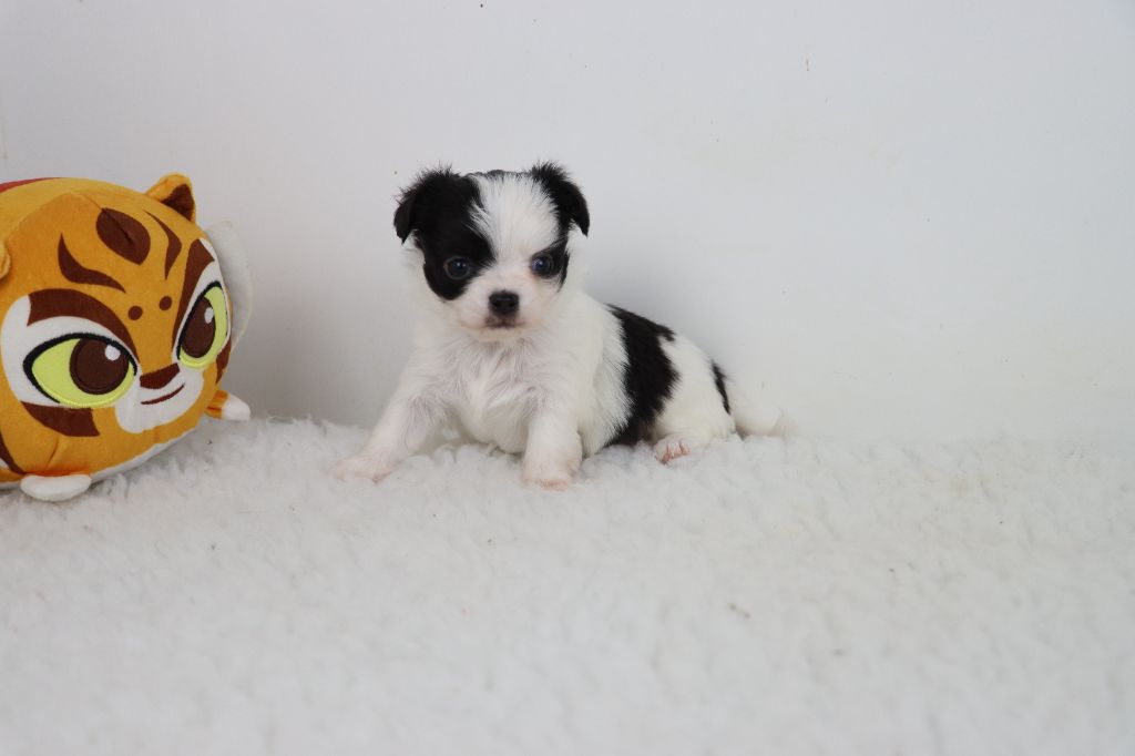 de la grande equinoxe - Chiots disponibles - Chihuahua