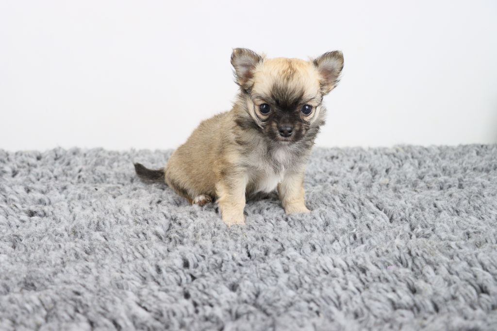 de la grande equinoxe - Chiots disponibles - Chihuahua