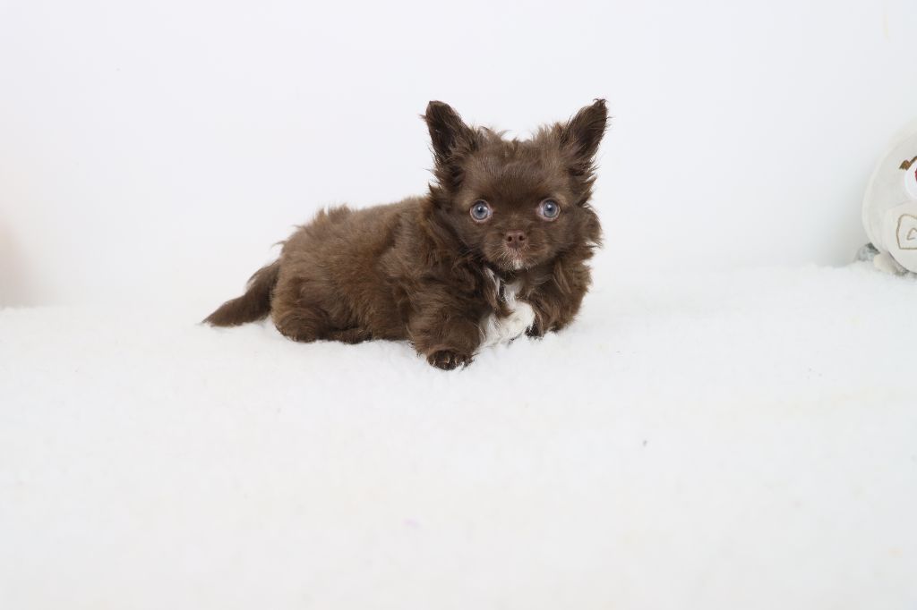 de la grande equinoxe - Chiots disponibles - Chihuahua