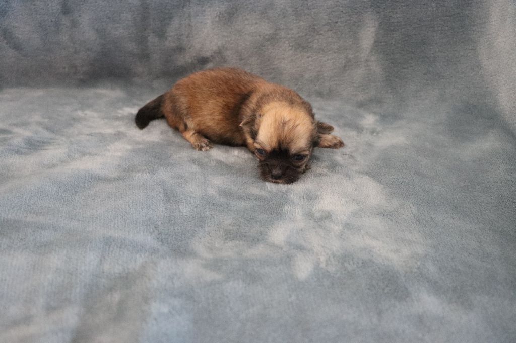 de la grande equinoxe - Chiots disponibles - Chihuahua