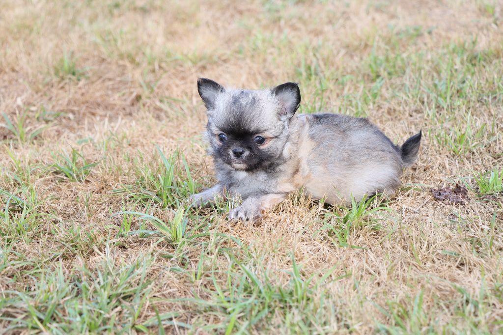 de la grande equinoxe - Chiots disponibles - Chihuahua