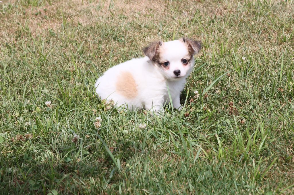 de la grande equinoxe - Chiots disponibles - Chihuahua
