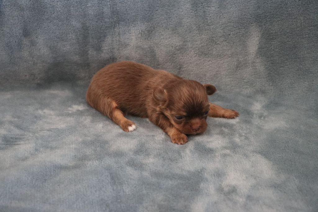 de la grande equinoxe - Chiots disponibles - Chihuahua