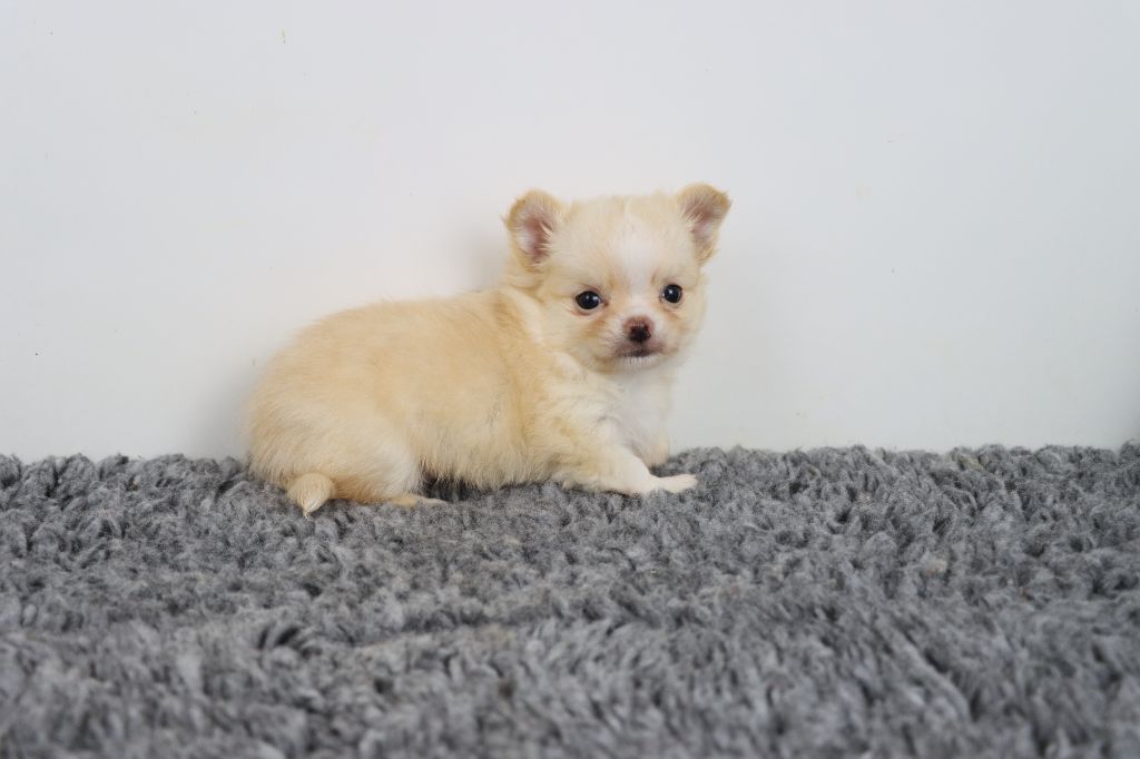 de la grande equinoxe - Chiots disponibles - Chihuahua