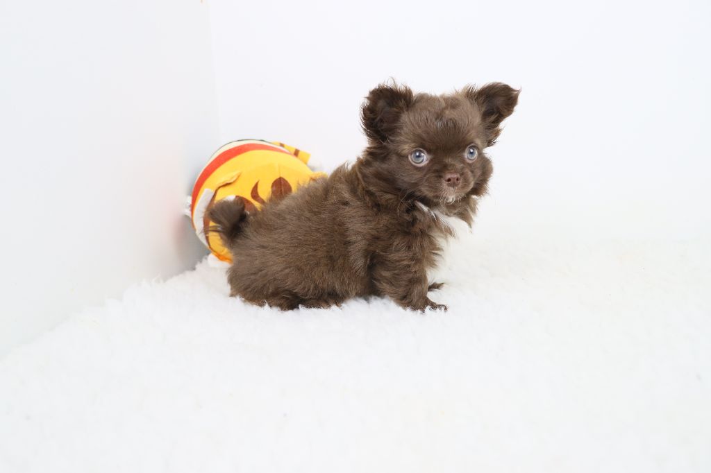 de la grande equinoxe - Chiots disponibles - Chihuahua