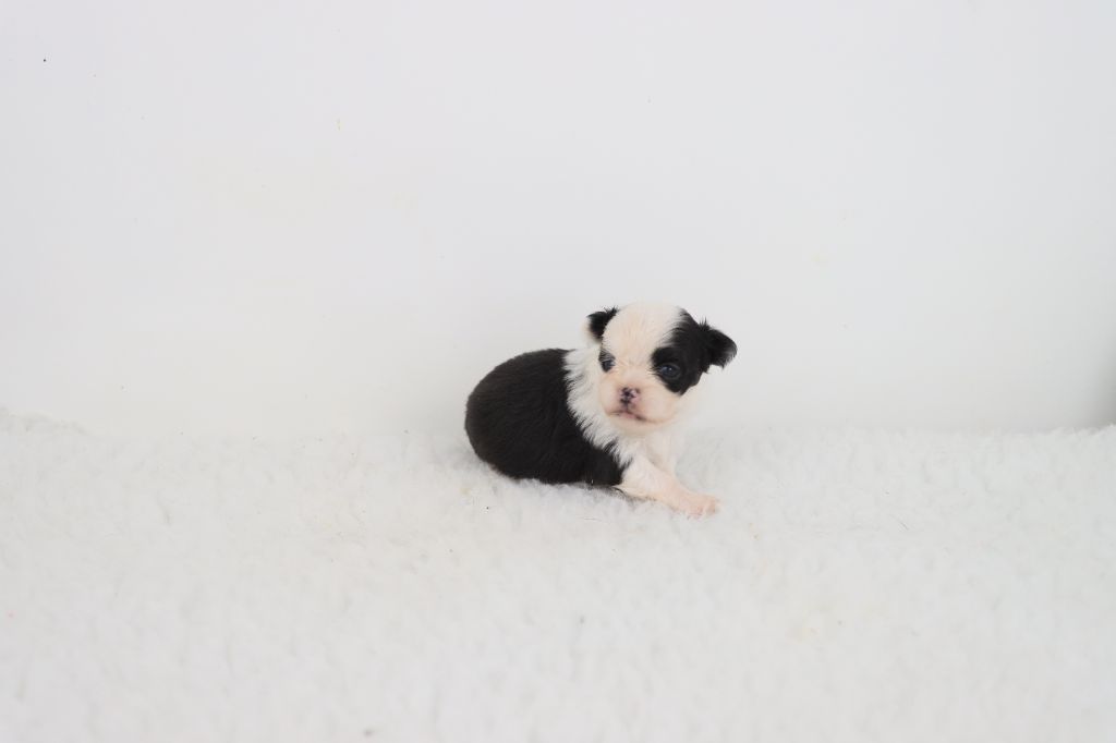 de la grande equinoxe - Chiots disponibles - Chihuahua